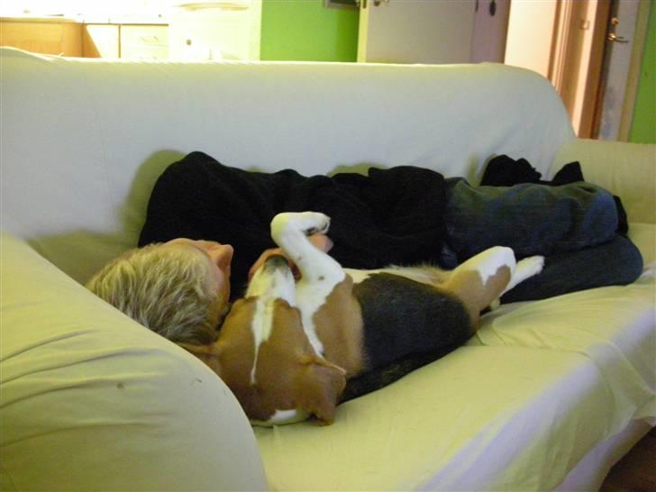 Beagle Tinka * Himmelhund * - Mig og far der putter billede 19