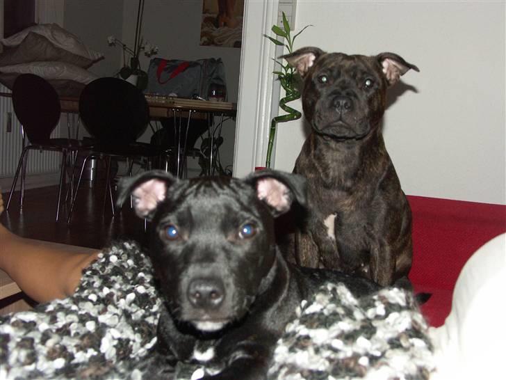 Staffordshire bull terrier Muttley billede 11