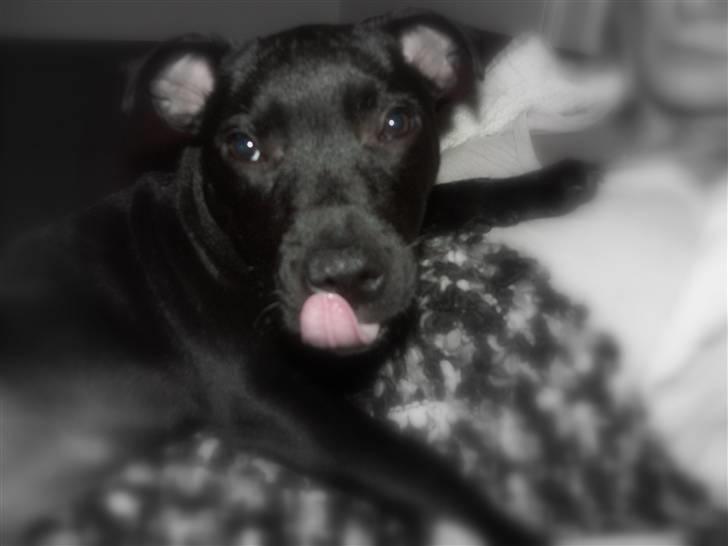 Staffordshire bull terrier Muttley billede 12