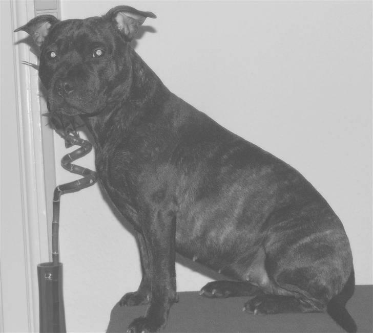 Staffordshire bull terrier Mille billede 18
