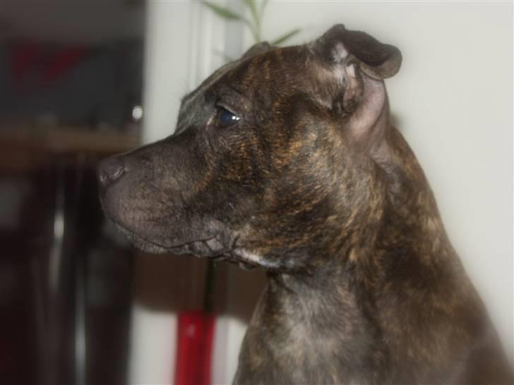 Staffordshire bull terrier Mille billede 19