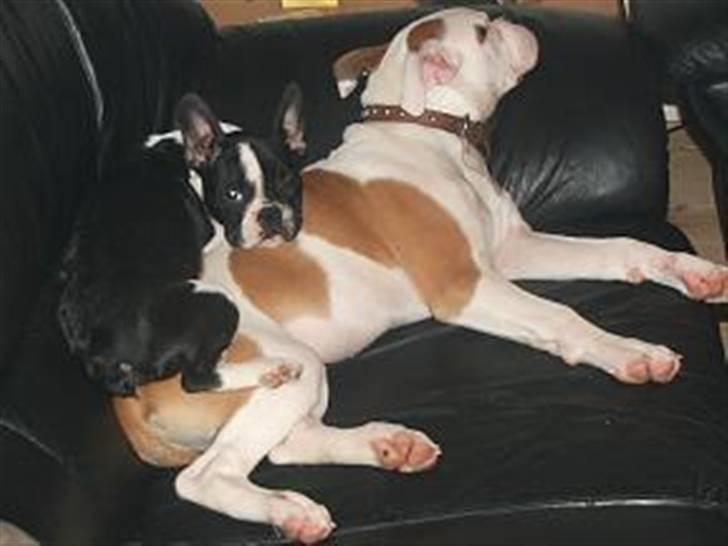Amerikansk bulldog nanny fine ( fie) billede 1