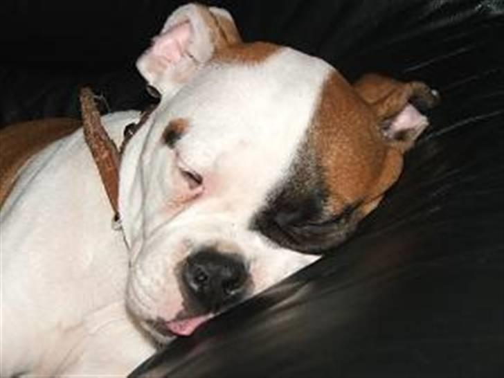 Amerikansk bulldog nanny fine ( fie) billede 2
