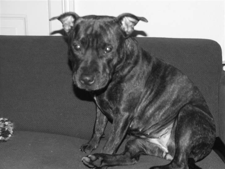 Staffordshire bull terrier Mille billede 20