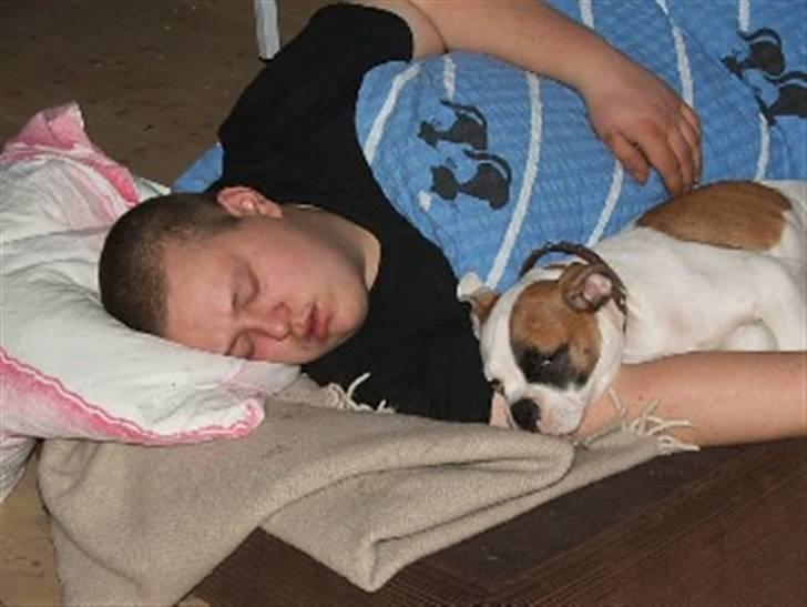 Amerikansk bulldog nanny fine ( fie) billede 3