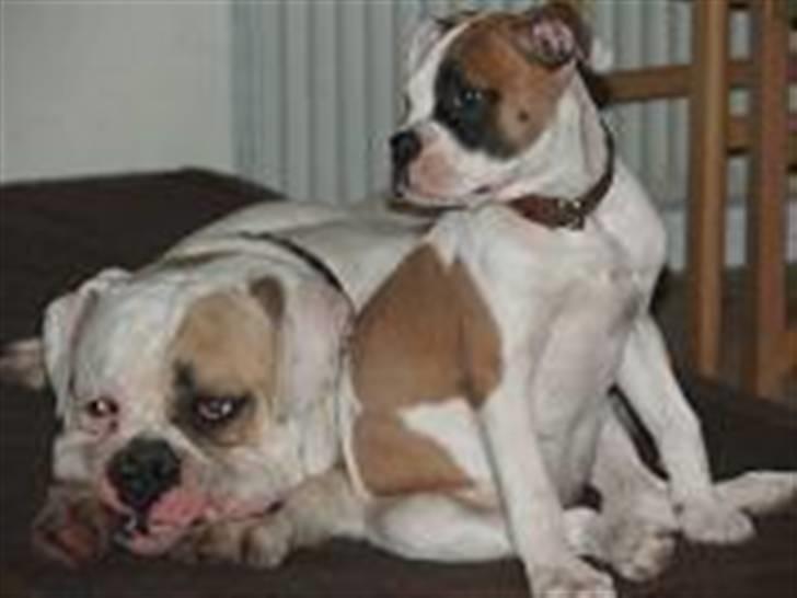 Amerikansk bulldog nanny fine ( fie) - fie som hvalp sammen med master billede 4