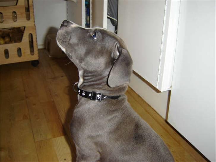 Amerikansk staffordshire terrier Alonso billede 6