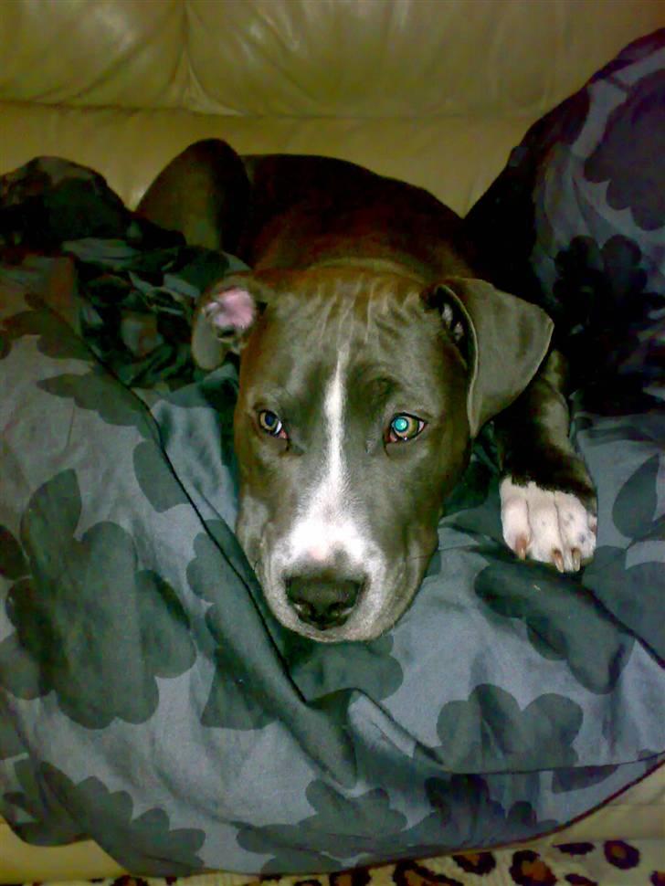 Amerikansk staffordshire terrier Alonso billede 7