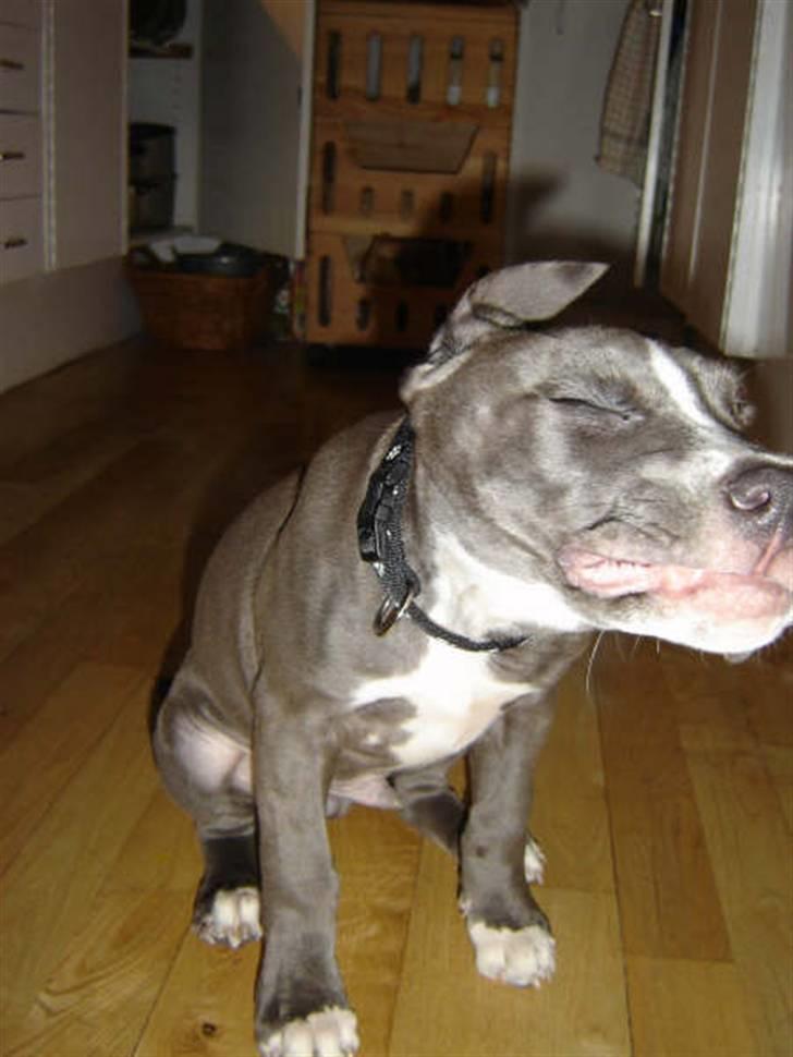 Amerikansk staffordshire terrier Alonso - Ryster mig lige engang :) billede 8