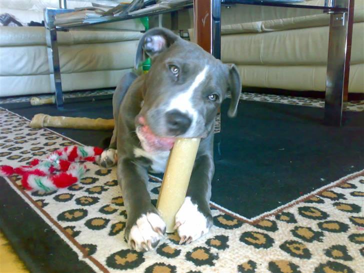 Amerikansk staffordshire terrier Alonso - Ser en smule trist ud :( billede 9