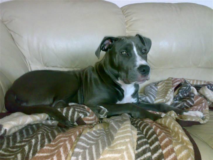 Amerikansk staffordshire terrier Alonso billede 10