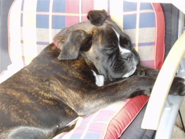 Boxer CHILLI billede 12