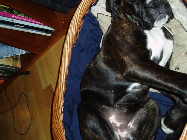 Boxer CHILLI billede 13