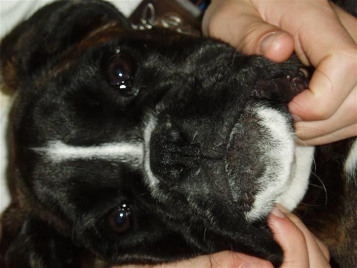 Boxer CHILLI billede 14