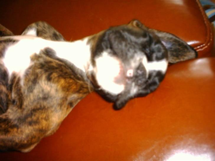Boxer Boxon Brown Camille R.I.P - Prinsessen sover:-) billede 4