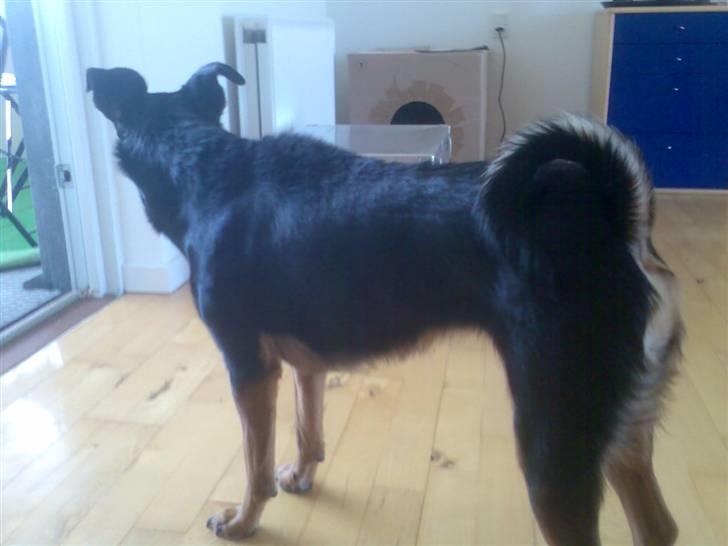 Blanding af racer Nicki -Foxterrier/Schæfer - Jow jeg kan godt ligne en hyæne, hvis jeg altså skal billede 10