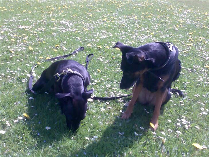 Blanding af racer Nicki -Foxterrier/Schæfer - Finder du noget godt Silke? billede 11