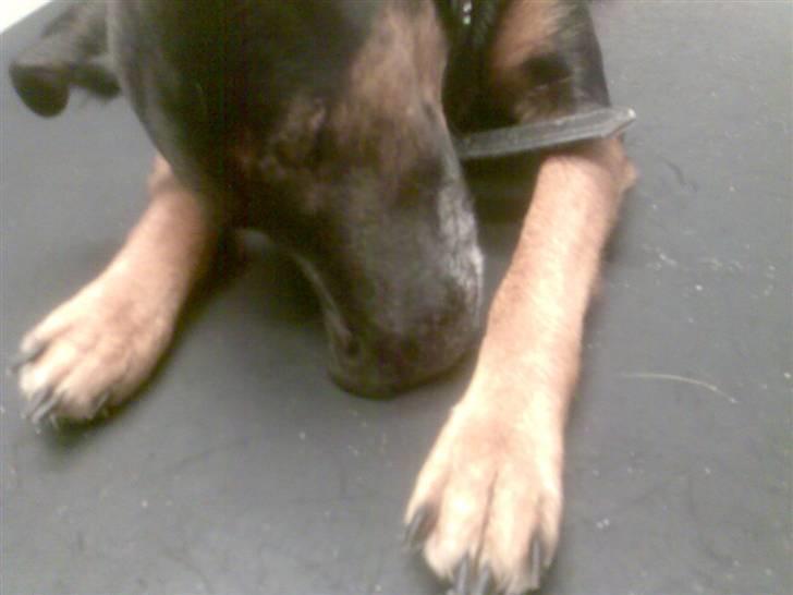 Blanding af racer Nicki -Foxterrier/Schæfer - Iihh MOOAR den dumme dyrlæge stak mig! og jeg bliver s..ø..v..n..i..g..... billede 12