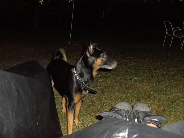 Blanding af racer Nicki -Foxterrier/Schæfer billede 13