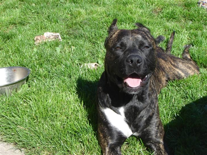 Amerikansk staffordshire terrier Sachi billede 1