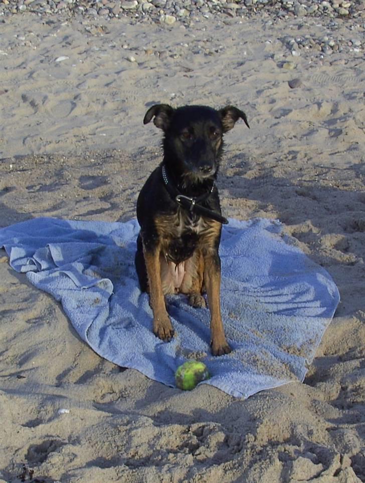 Blanding af racer Nicki -Foxterrier/Schæfer - Huha vandet var koldt... billede 14