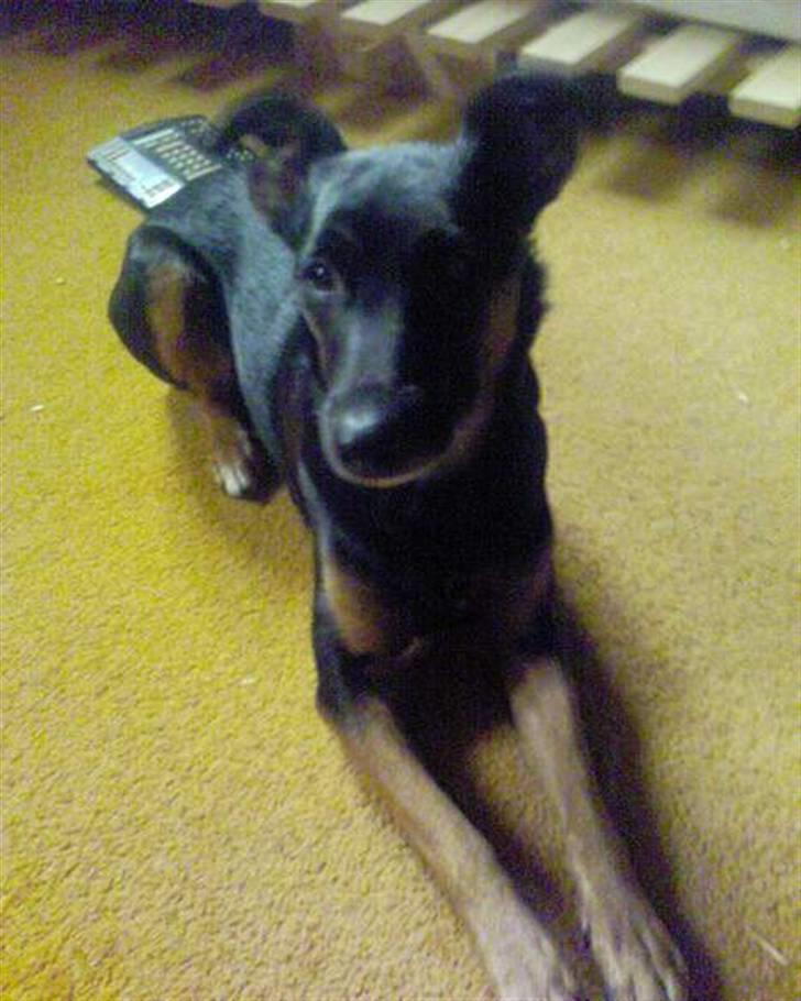 Blanding af racer Nicki -Foxterrier/Schæfer billede 15