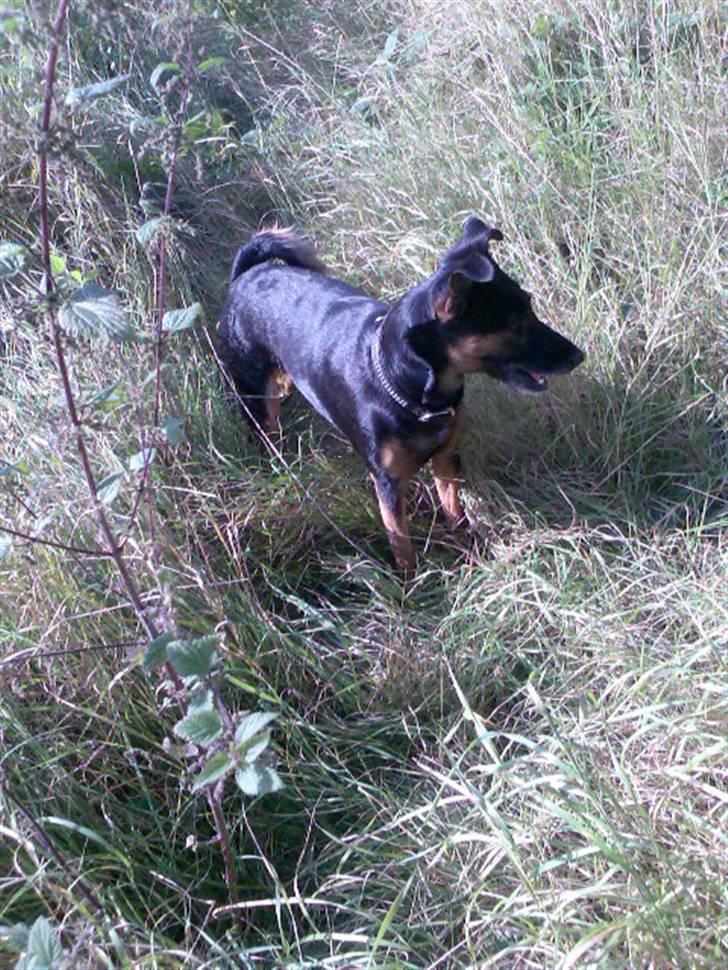 Blanding af racer Nicki -Foxterrier/Schæfer - Ude i Skibhus hundeskoven, Lola´s Lund billede 16