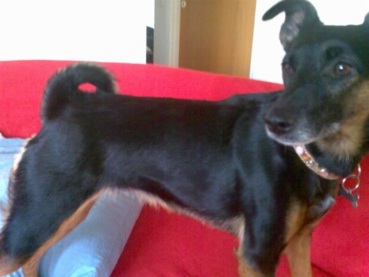 Blanding af racer Nicki -Foxterrier/Schæfer - Man kan sagtens være muskuløs & veltrænet, selvom jeg har guldhalsbånd på billede 17