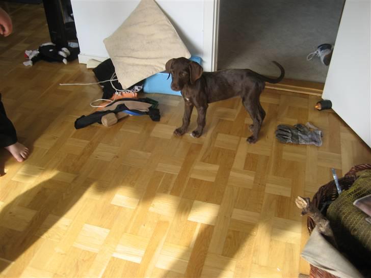 Blanding af racer Bella billede 5