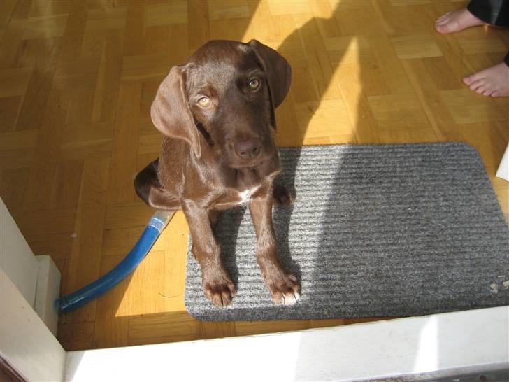 Blanding af racer Bella billede 6