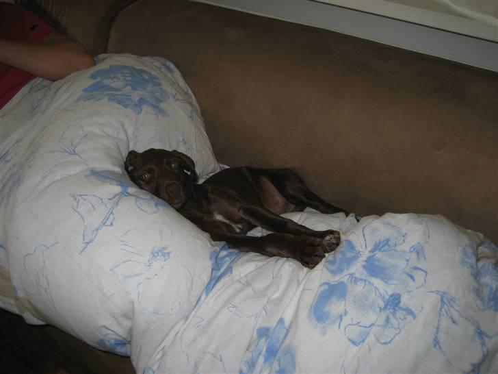 Blanding af racer Bella billede 7