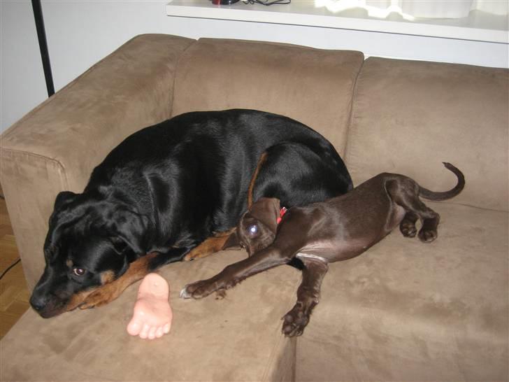 Blanding af racer Bella billede 8