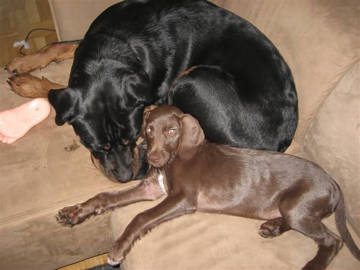 Blanding af racer Bella billede 9