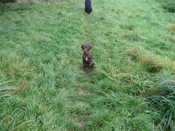 Blanding af racer Bella billede 10