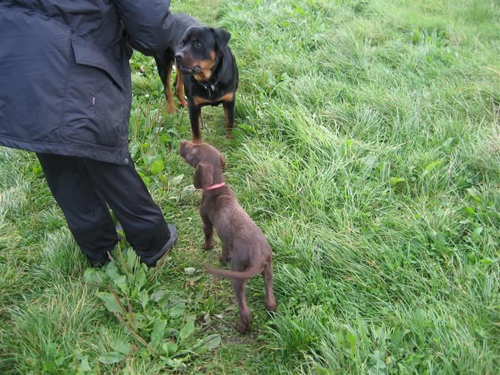 Blanding af racer Bella billede 11