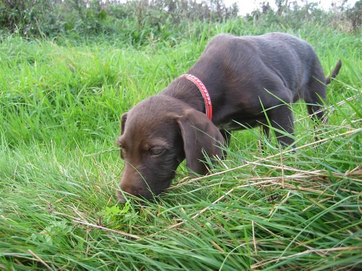 Blanding af racer Bella billede 12