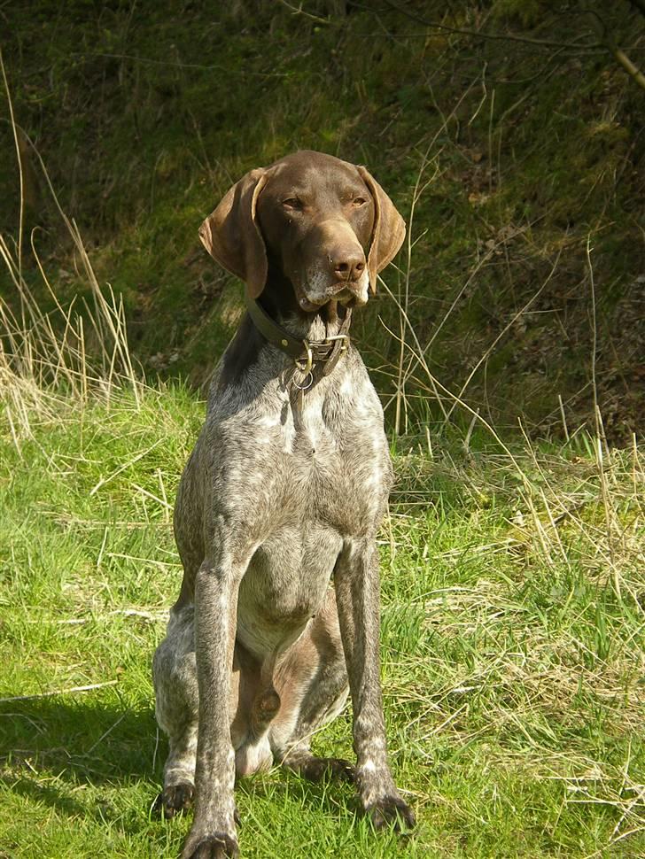 Korthåret hønsehund Hunter (': - ´ Velkommen til Hunters profil (:  billede 1