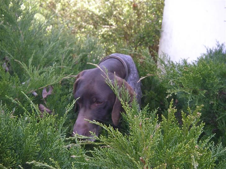 Korthåret hønsehund Hunter (': - ily billede 2