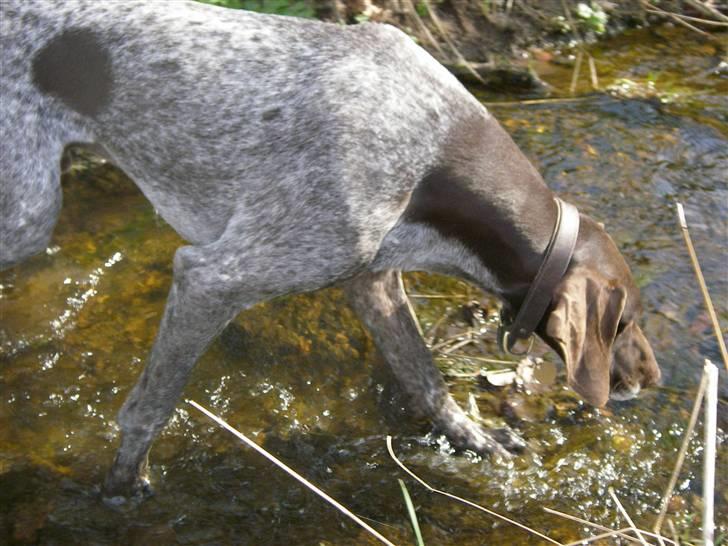 Korthåret hønsehund Hunter (': - ily billede 3