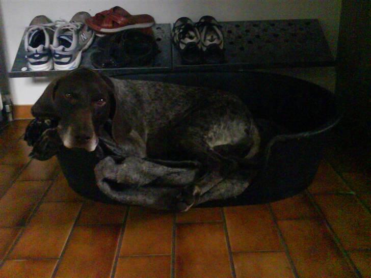 Korthåret hønsehund Hunter (': - ily billede 4