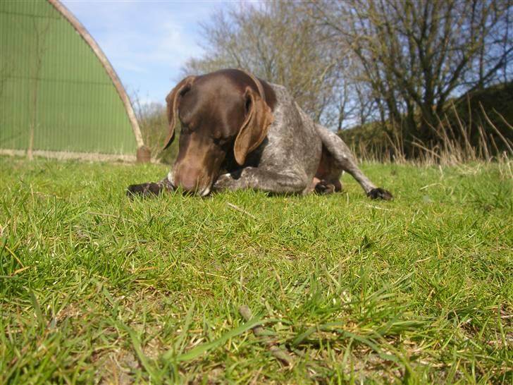 Korthåret hønsehund Hunter (': - ily billede 5