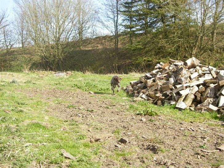 Korthåret hønsehund Hunter (': billede 6