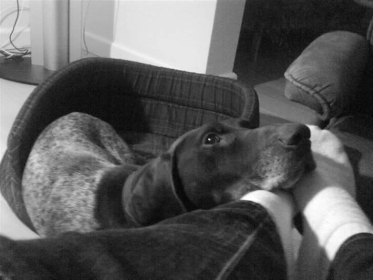 Korthåret hønsehund Hunter (': billede 7