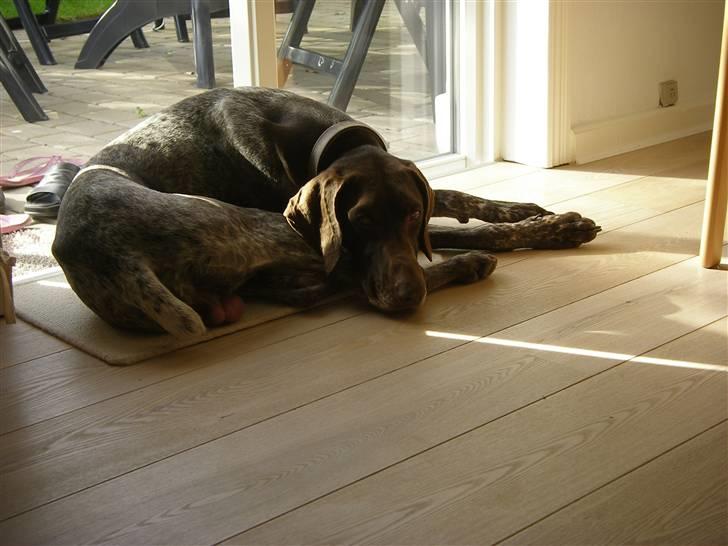 Korthåret hønsehund Hunter (': billede 8