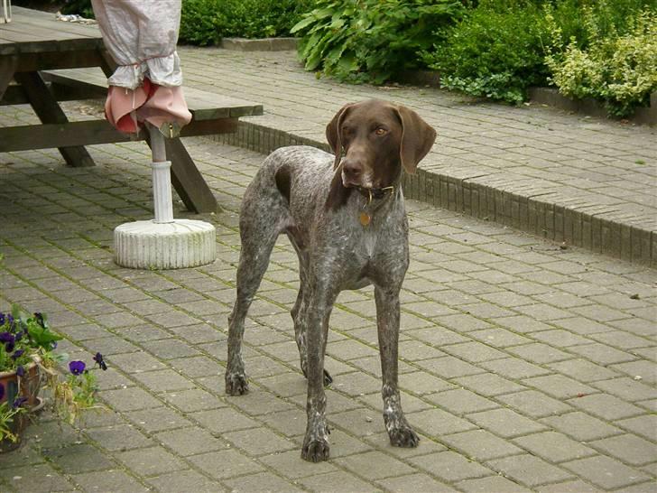 Korthåret hønsehund Hunter (': billede 9