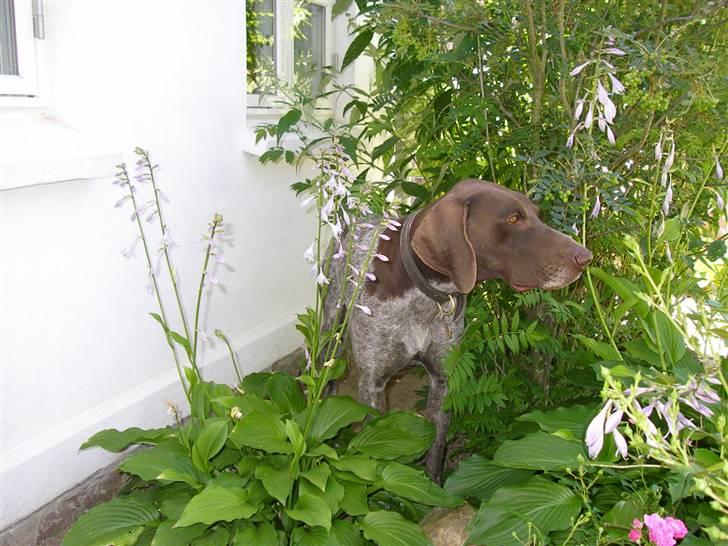 Korthåret hønsehund Hunter (': billede 10