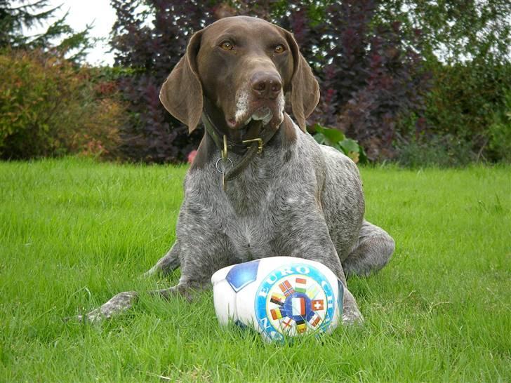 Korthåret hønsehund Hunter (': billede 11