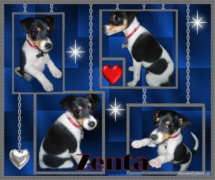 Dansk svensk gaardhund Zenta billede 1