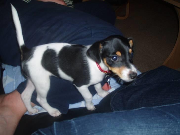 Dansk svensk gaardhund Zenta billede 2