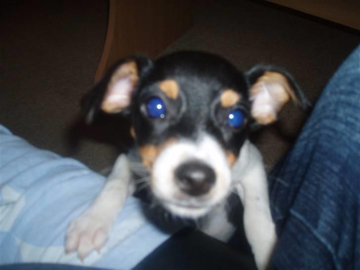 Dansk svensk gaardhund Zenta billede 3